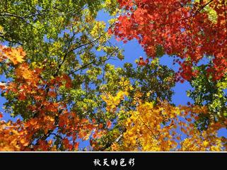 《秋的颜色》作者:东方【主播:丹桂】【桃源国际诗歌集团】用声音传递温暖以诵读致敬人生♬（图6）