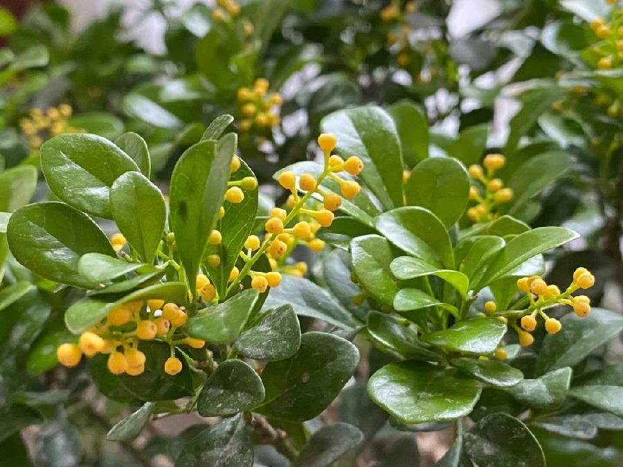 【新诗大观】生命的绽放||文/花惜柔
