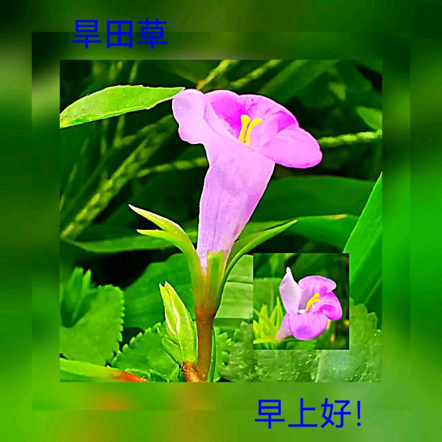 联机全球发布马洪武作品欣赏（图444）