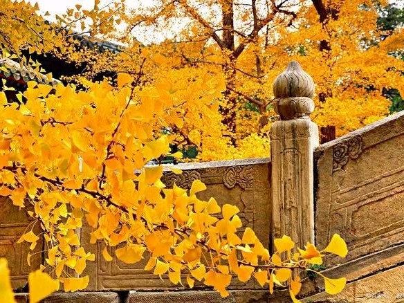 联机全球发布唐增虎作品欣赏（图3）