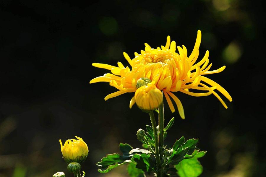 【新诗大观】菊花黄||文/金义