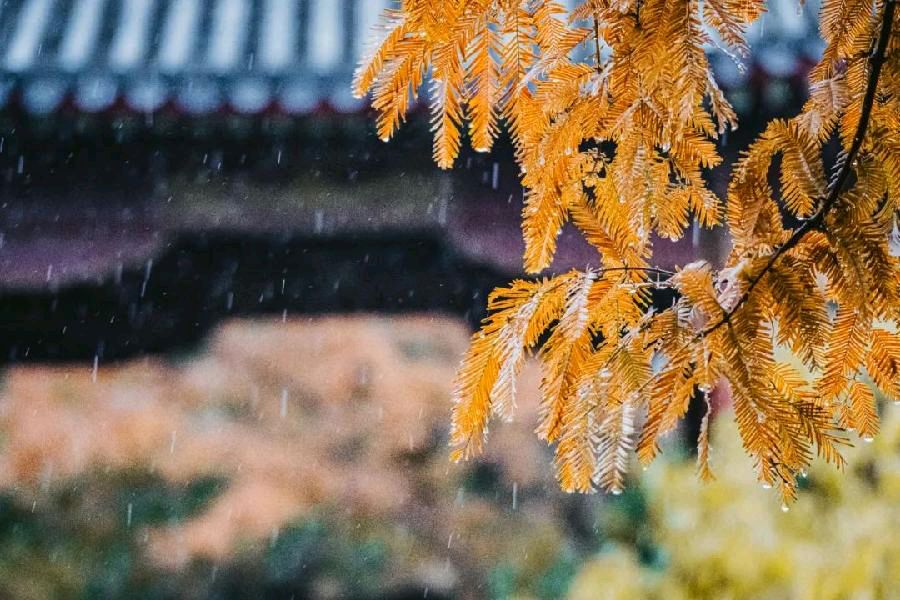 《秋》作者/余秋雨 配乐/紫金茉莉 江山传媒朗诵团/孙岩峰/紫金茉莉(图3)
