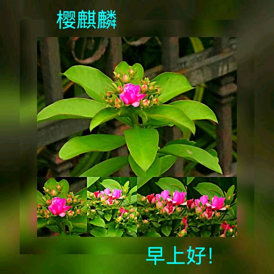 联机全球发布马洪武作品欣赏（图439）