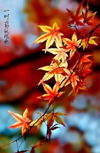 排律•十月寄怀～诗||杨景儒（图12）