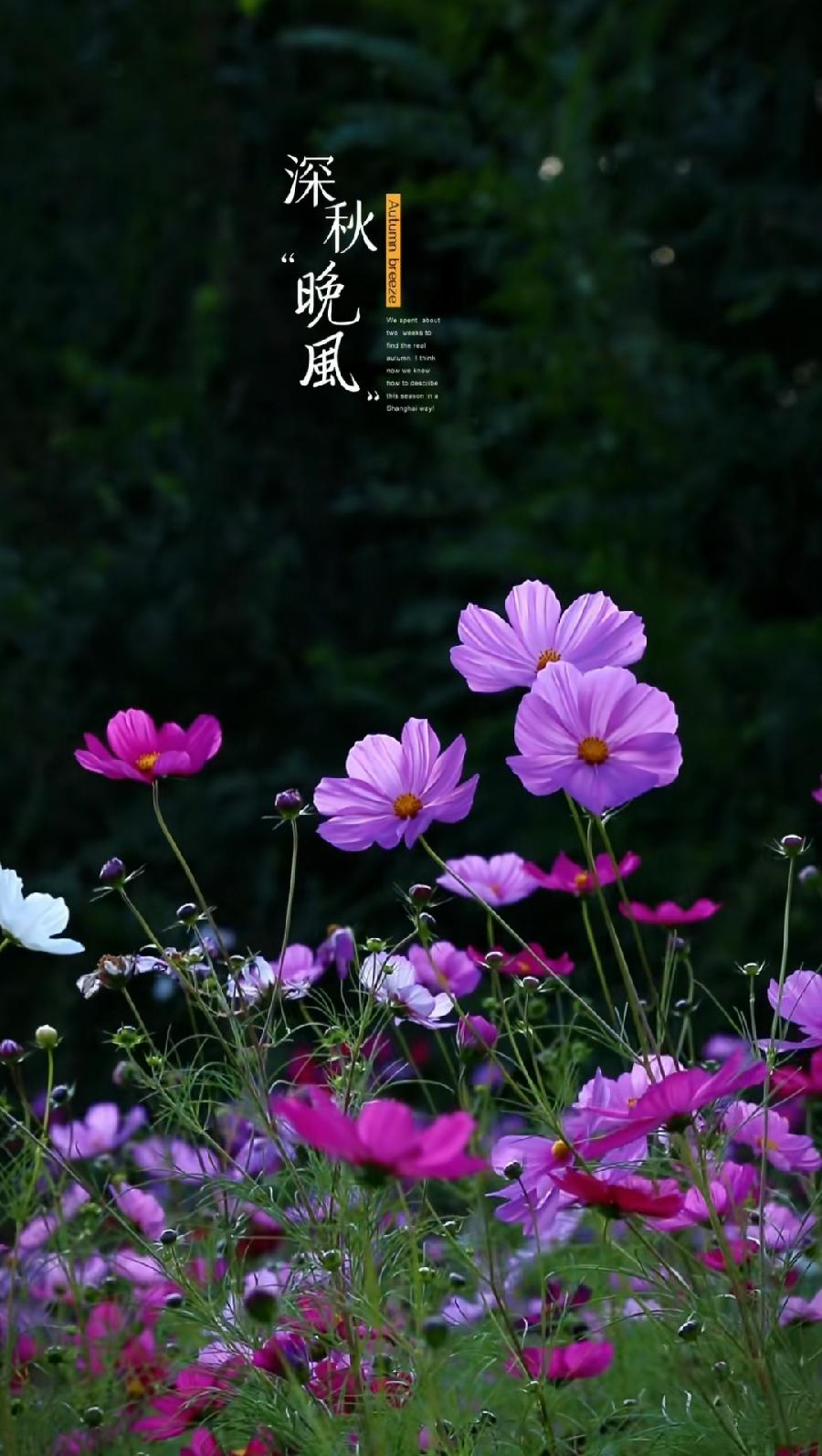 排律•十月寄怀～诗||杨景儒（图13）