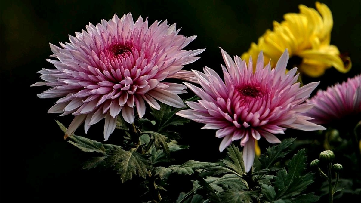 菊花 文/线连石（图4）