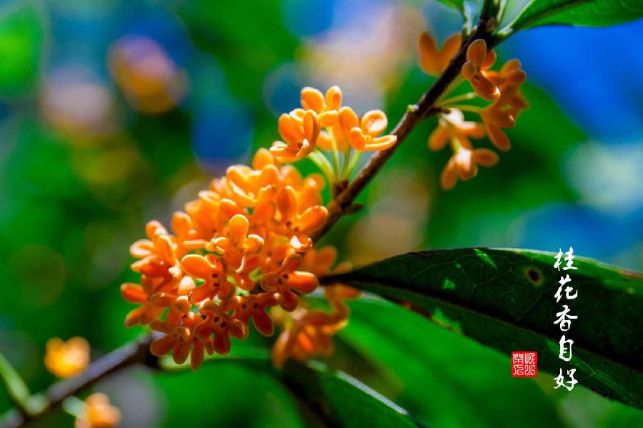 【经典推荐 重阳感怀】曾培方//菊花飘香话重阳｛外一首｝（图4）