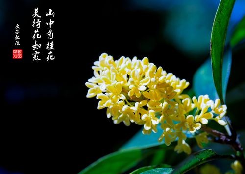 【经典推荐 重阳感怀】曾培方//菊花飘香话重阳｛外一首｝（图5）