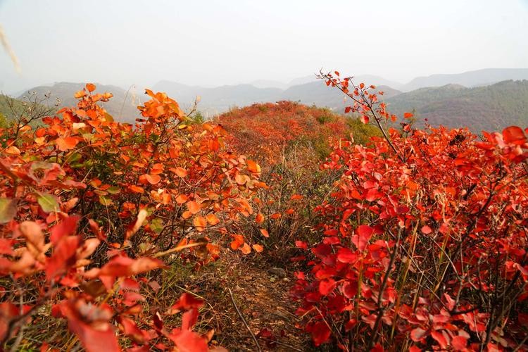 【重磅推出】鲁坡//欣逢癸卯重阳节｛外四首｝（图3）