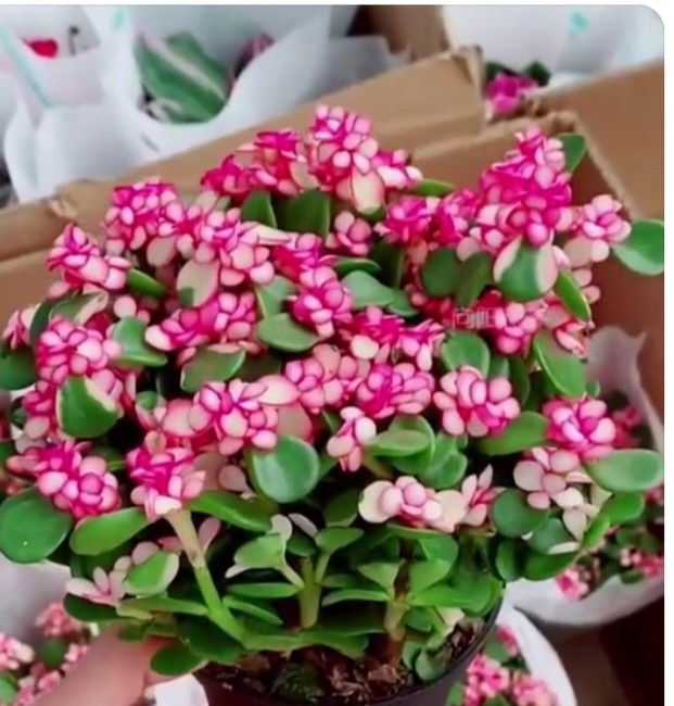 【重磅推出】鲁坡//欣逢癸卯重阳节｛外四首｝（图9）
