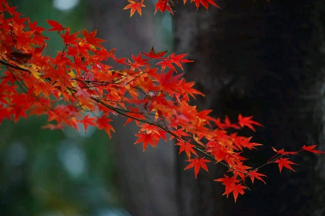 百合朗诵【秋之恋语】作者/雷金钟（图4）