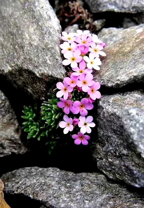 不该凋零的花季少女(图4)