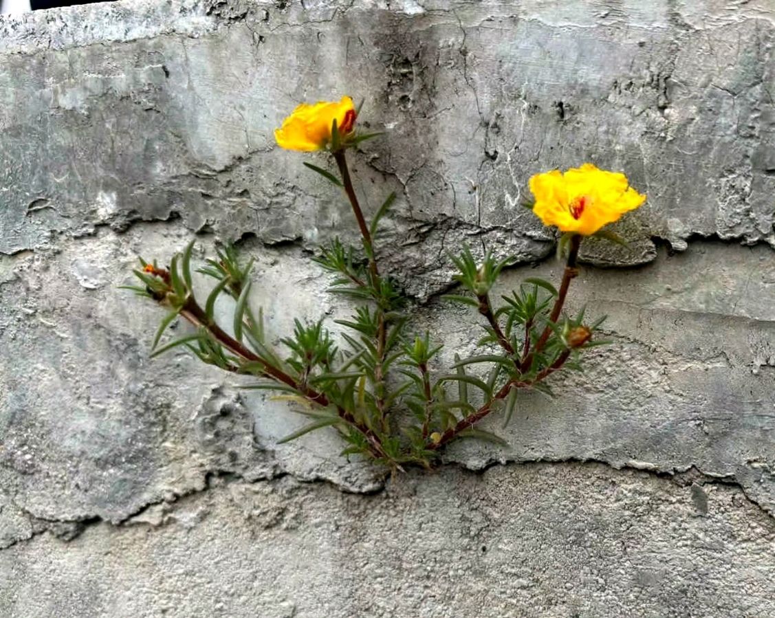 不该凋零的花季少女(图3)