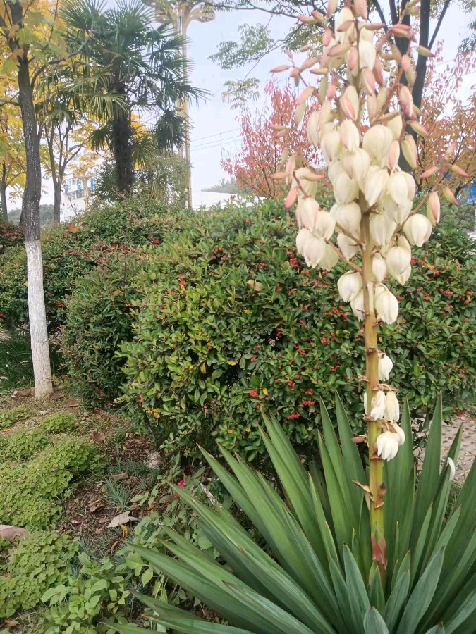 高加强（陇上）诗词小辑【冰心文化传媒】（图6）