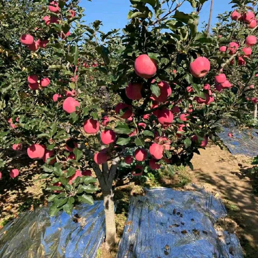 盲从(图8)