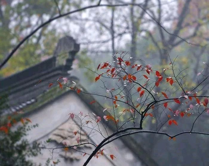 《霜降，秋里最后的风光》作者/吴鸿 主播/小薇 主编/胡琴（图3）