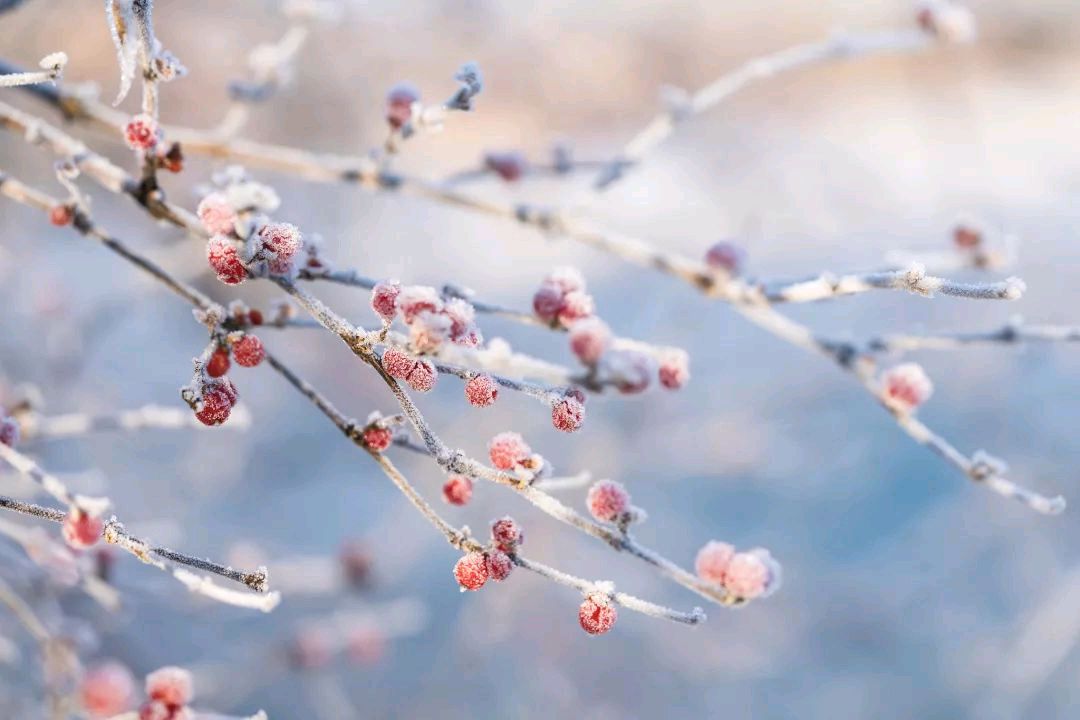 《霜降,秋里最后的风光》作者/吴鸿 主播/小薇 主编/胡琴(图7)