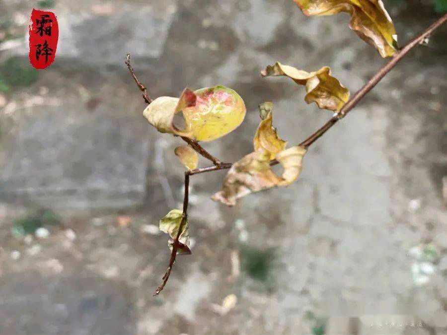 《霜降，秋里最后的风光》作者/吴鸿 主播/小薇 主编/胡琴（图2）