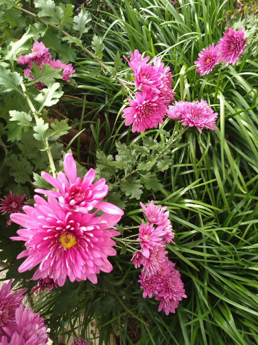秋菊（图4）