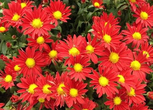 秋菊（图7）