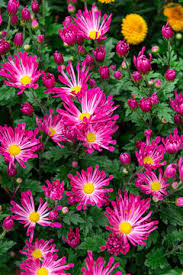 秋菊（图8）