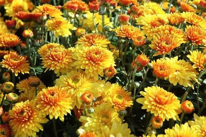 秋菊（图9）