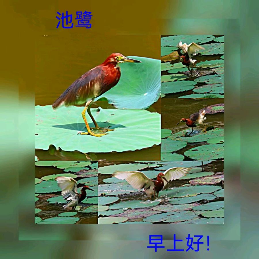 联机全球发布马洪武作品欣赏（图431）