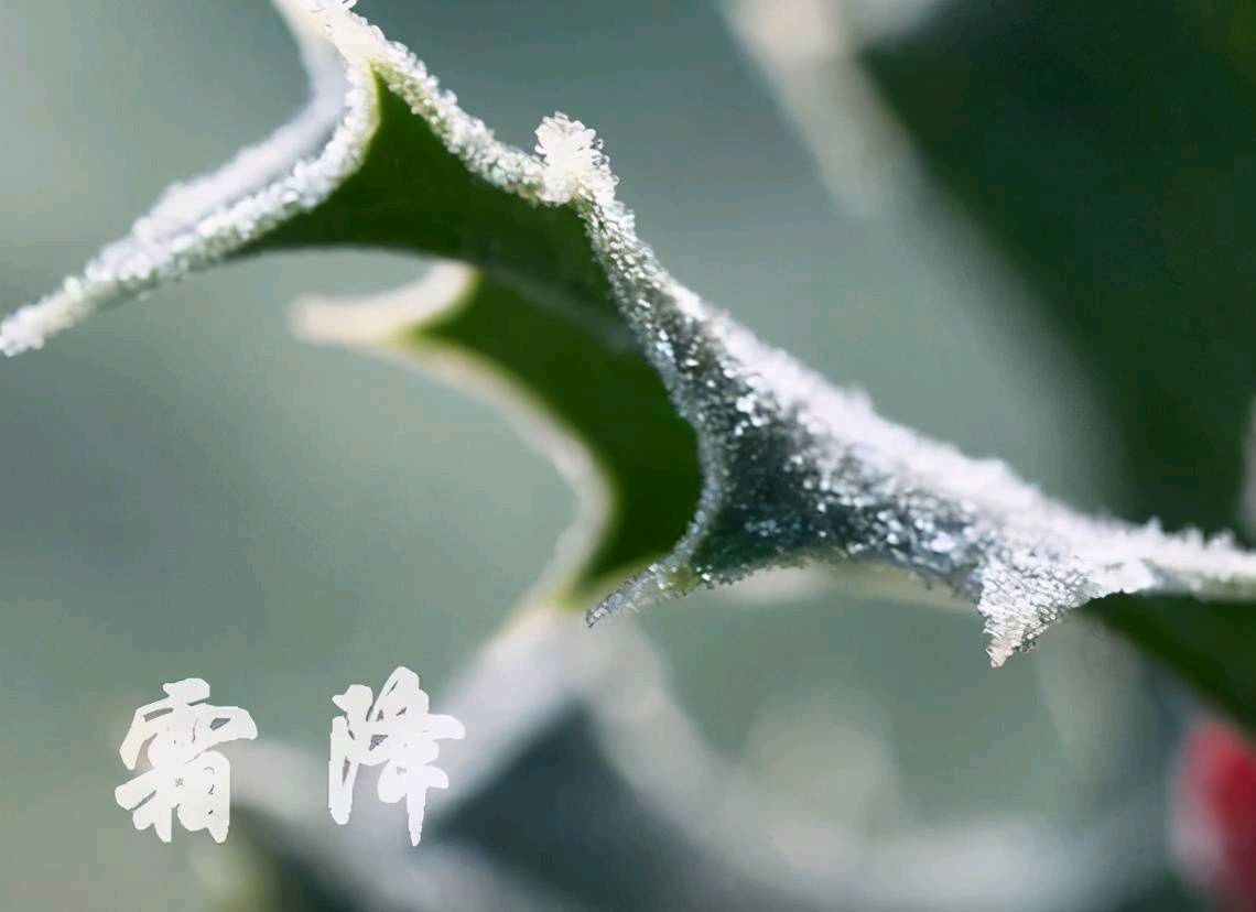 《霜降》作者/周峰 主播/紫金茉莉 主编/胡琴(图2)
