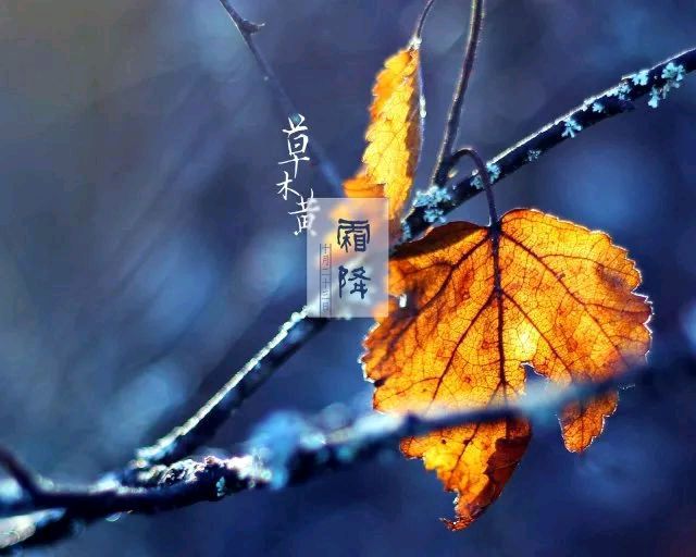 《霜降》作者/周峰 主播/紫金茉莉 主编/胡琴(图4)