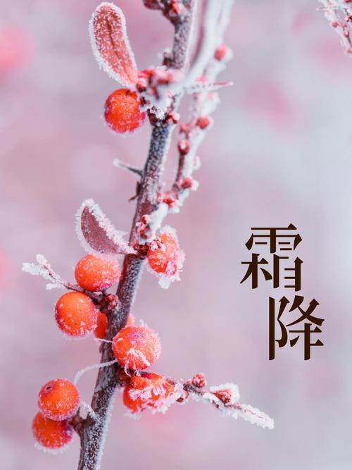 《九江文学社：北京头条》《霜降节气》专刊【总第1887期】（图3）