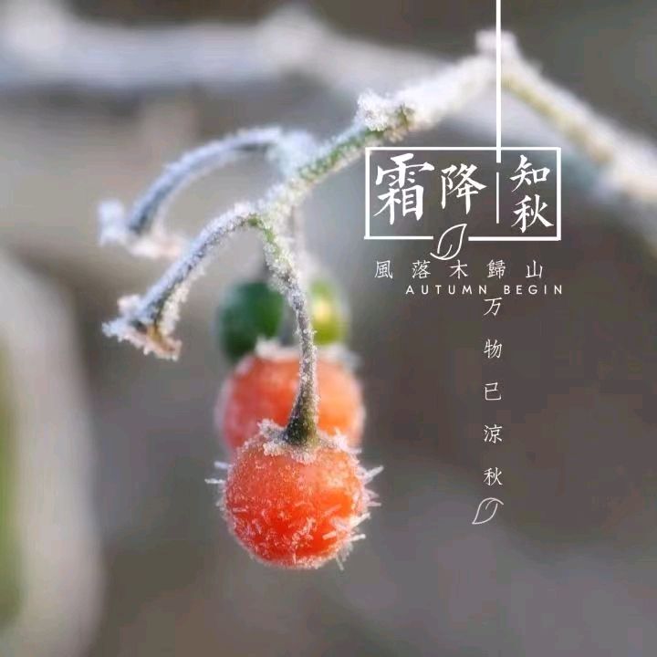 《九江文学社：北京头条》《霜降节气》专刊【总第1887期】（图16）