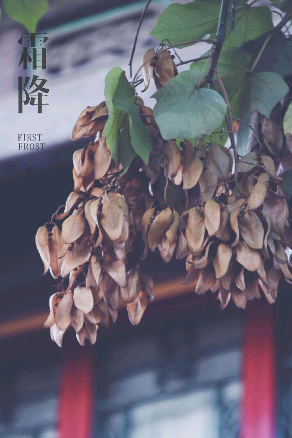 《九江文学社：北京头条》《霜降节气》专刊【总第1887期】（图25）