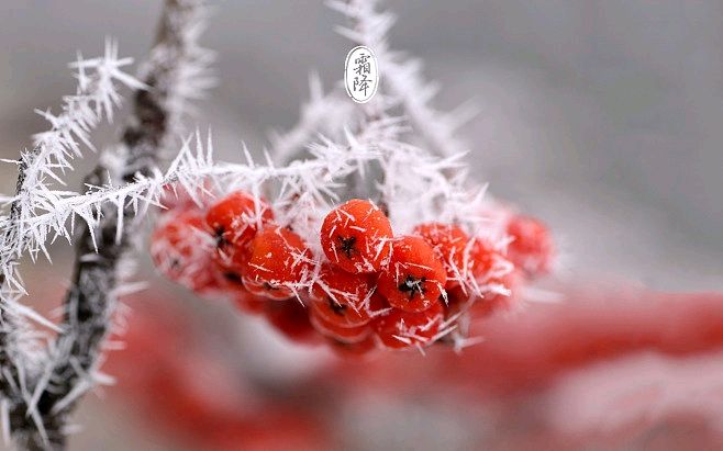 《九江文学社：北京头条》《霜降节气》专刊【总第1887期】（图20）