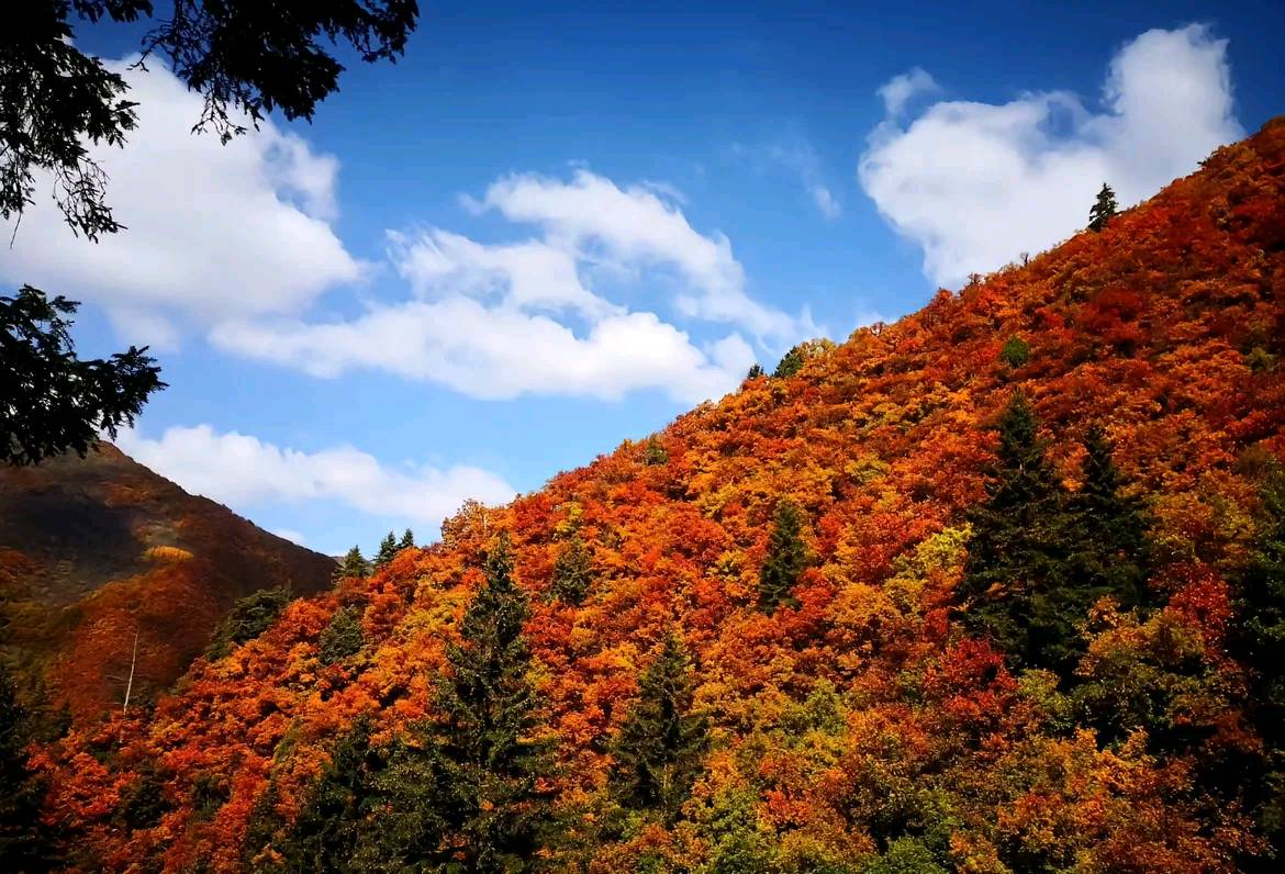 在《秋山枫叶红》中感受绵绵秋意（图2）