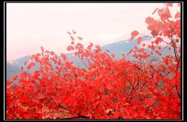 【重磅推出】潘魁//七律•醉海南｛重阳节里话重阳“畅游桂林•北海•海南感怀”～四首欣赏｝（图7）