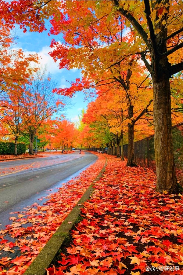 弘华朗诵【枫叶🍁红金秋】作者/雷金钟（图10）