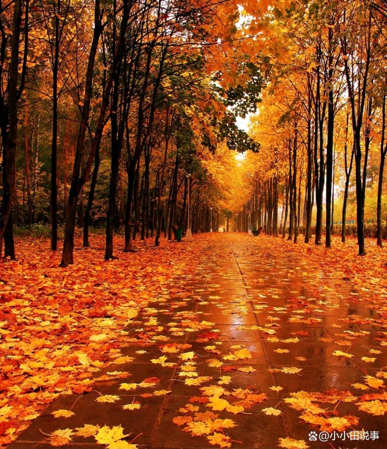 弘华朗诵【枫叶🍁红金秋】作者/雷金钟（图5）