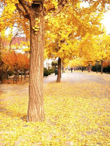 【新山东文学社】《七绝十二首（新韵）》作者/王新华 主播/含笑原野（图3）