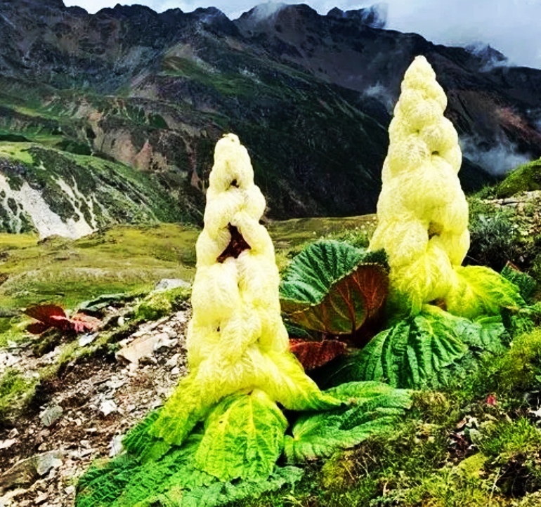 万物教育:塔黄,高山上的巨人(图4)