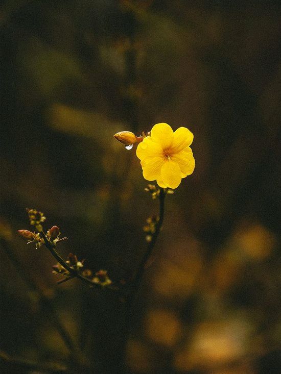 《我不占有花草的荣耀》作者:芦国柱【主播:刘树清】【桃源国际诗歌集团】桃源♬ 馨声（图5）