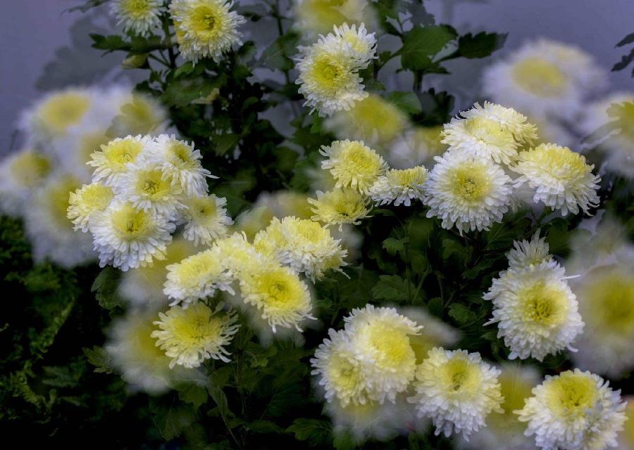 【新诗大观】冬菊（外一首）||文/金义