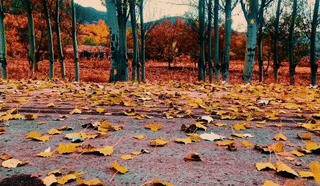 朗诵：《叶落晚秋》作者：讨债去/主播：军歌/配乐：弦子（图3）