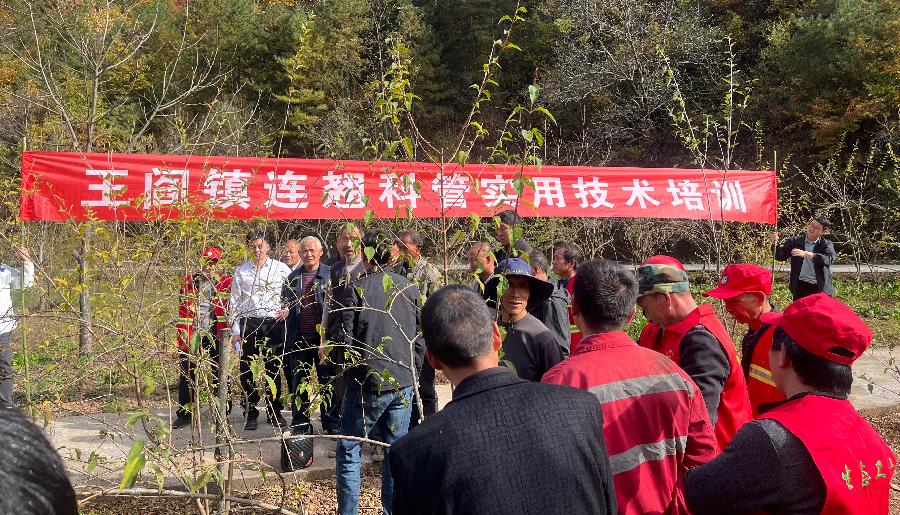 山阳县王阎镇:开设“田间课堂” ,为打造“秦岭连翘,药乡王阎”添力蓄能