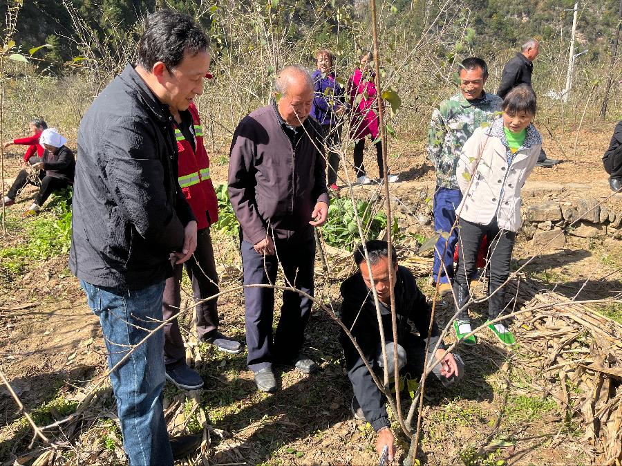 山阳县王阎镇：开设“田间课堂” ，为打造“秦岭连翘，药乡王阎”添力蓄能（图4）