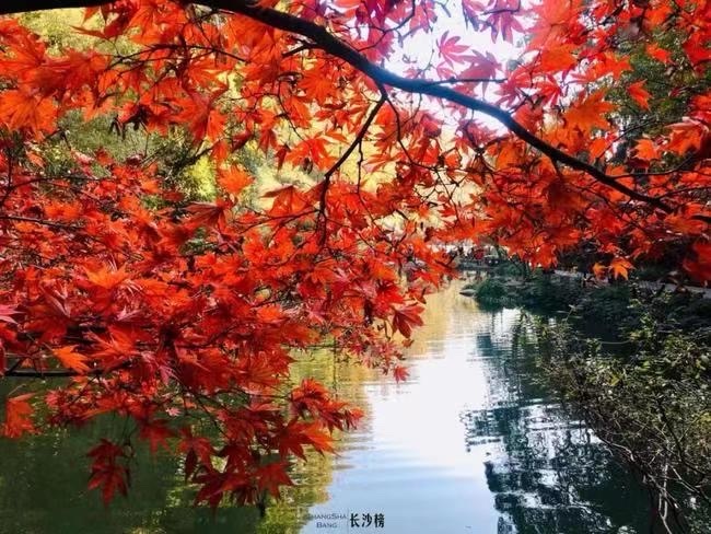 《古韵越洋》009荐稿：潘婉容/组稿：王碧焕【新西兰诗画摄影社】世界诗人名人展（10641）（图4）