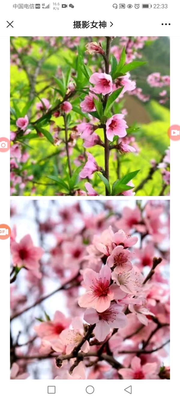 【桃花诗】作者/罗定友～（广东）翻唱/｛如果爱情可以百度｝（图11）