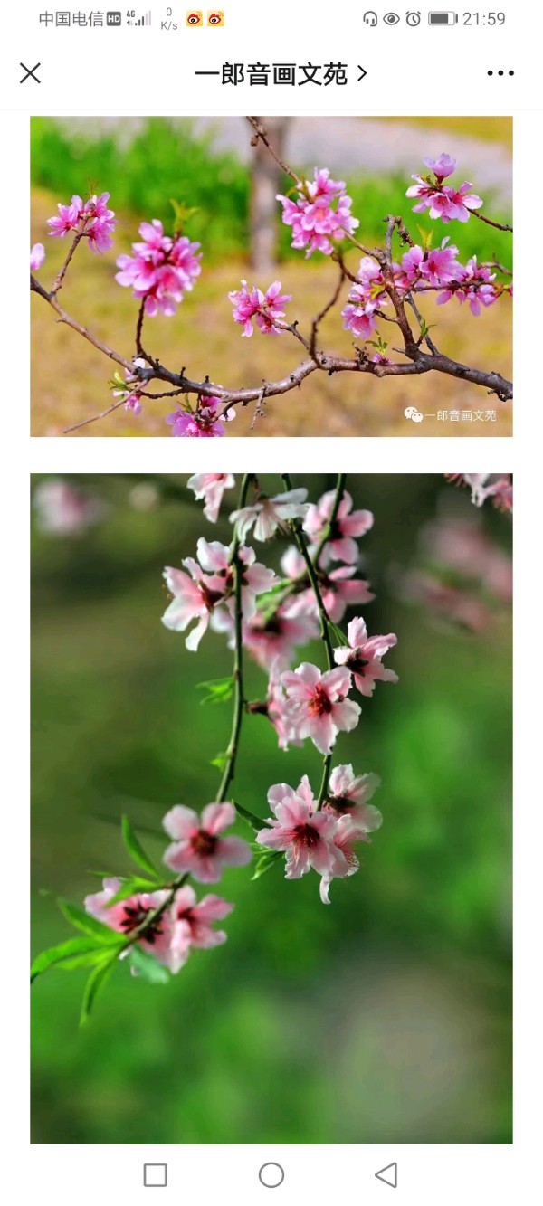 【桃花诗】作者/罗定友～（广东）翻唱/｛如果爱情可以百度｝（图10）