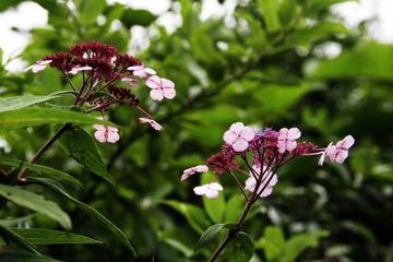 【经典推荐】“农民诗人”曹南强//小草｛外九首｝（图5）