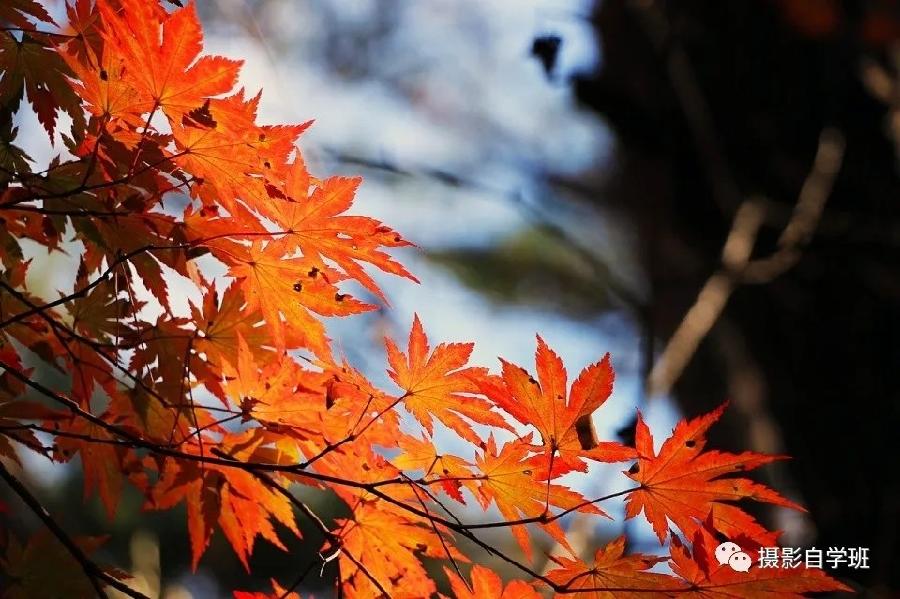 同题诵读 ‖【枫叶🍁红金秋】作者/雷金钟 朗诵/北京古塔读书会主播（图17）