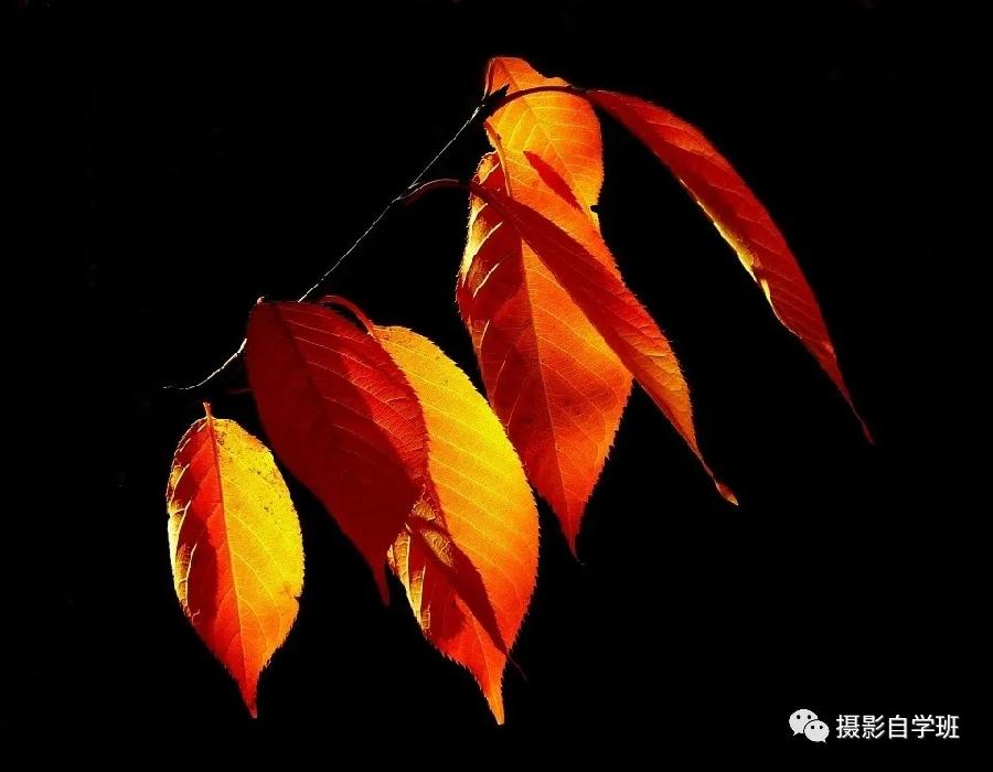 同题诵读 ‖【枫叶🍁红金秋】作者/雷金钟 朗诵/北京古塔读书会主播（图20）